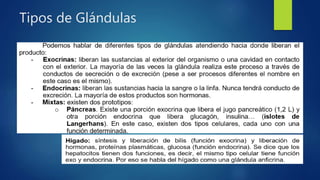 Tipos de Glándulas
 