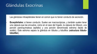 Glándulas Exocrinas
 
