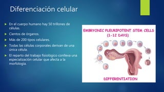 Diferenciación celular
 En el cuerpo humano hay 50 trillones de
células.
 Cientos de órganos.
 Más de 200 tipos celulares.
 Todas las células corporales derivan de una
única célula.
 El reparto del trabajo fisiológico conlleva una
especialización celular que afecta a la
morfología.
 