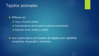 Tejidos animales
 Difieren en:
 Tipo y función celular.
 Características de la matriz (material extracelular).
 Relación entre células y matriz.
 Los cuatro tipos principales de tejidos son: epitelial,
conectivo, muscular y nervioso.
 