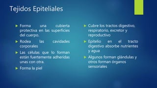 Tejidos Epiteliales
 Forma una cubierta
protectiva en las superficies
del cuerpo.
 Rodea las cavidades
corporales
 Las células que lo forman
están fuertemente adheridas
unas con otra.
 Forma la piel
 Cubre los tractos digestivo,
respiratorio, excretor y
reproductivo
 Epitelio en el tracto
digestivo absorbe nutrientes
y agua
 Algunos forman glándulas y
otros forman órganos
sensoriales
 