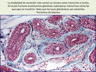 Tejidos gladulares | PDF