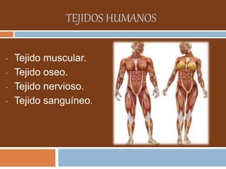 TEJIDOS HUMANOS 
• Tejido muscular. 
• Tejido oseo. 
• Tejido nervioso. 
• Tejido sanguíneo. 
 