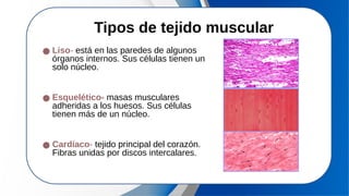 ● Liso- está en las paredes de algunos
órganos internos. Sus células tienen un
solo núcleo.
● Esquelético- masas musculares
adheridas a los huesos. Sus células
tienen más de un núcleo.
● Cardíaco- tejido principal del corazón.
Fibras unidas por discos intercalares.
Tipos de tejido muscular
 