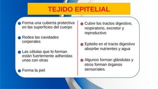 TEJIDO EPITELIAL
● Forma una cubierta protectiva
en las superficies del cuerpo
● Rodea las cavidades
corporales
● Las células que lo forman
están fuertemente adheridas
unas con otras
● Forma la piel
● Cubre los tractos digestivo,
respiratorio, excretor y
reproductivo
● Epitelio en el tracto digestivo
absorbe nutrientes y agua
● Algunos forman glándulas y
otros forman órganos
sensoriales.
 