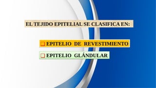 EL TEJIDO EPITELIAL SE CLASIFICA EN:
❑ EPITELIO DE REVESTIMIENTO
❑ EPITELIO DE REVESTIMIENTO
❑ EPITELIO GLÁNDULAR
❑ EPITELIO GLÁNDULAR
 