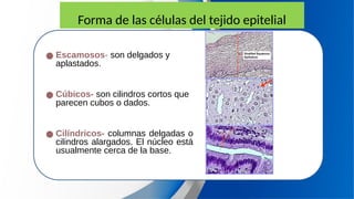 Forma de las células del tejido epitelial
● Escamosos- son delgados y
aplastados.
● Cúbicos- son cilindros cortos que
parecen cubos o dados.
● Cilíndricos- columnas delgadas o
cilindros alargados. El núcleo está
usualmente cerca de la base.
 
