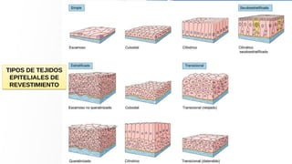 TIPOS DE TEJIDOS
EPITELIALES DE
REVESTIMIENTO
TIPOS DE TEJIDOS
EPITELIALES DE
REVESTIMIENTO
 