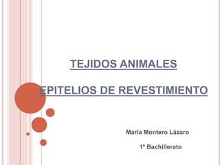 TEJIDOS ANIMALES
EPITELIOS DE REVESTIMIENTO

María Montero Lázaro
1º Bachillerato

 
