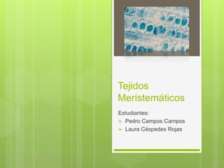 Tejidos 
Meristemáticos 
Estudiantes: 
 Pedro Campos Campos 
 Laura Céspedes Rojas 
 