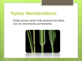 Tejidos Meristemáticos: 
 Estas zonas hacen más gruesos los tallos, 
son de crecimiento permanente. 
 