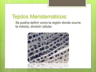 Tejidos Meristemáticos: 
 Se podría definir como la región donde ocurre 
la mitosis, división célular. 
 