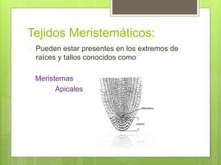 Tejidos Meristemáticos: 
 Pueden estar presentes en los extremos de 
raíces y tallos conocidos como 
Meristemas 
Apicales 
 