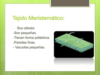 Tejido Meristemático: 
 Sus células: 
-Son pequeñas. 
-Tienen forma poliédrica. 
-Paredes finas. 
- Vacuolas pequeñas. 
 