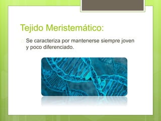 Tejido Meristemático: 
 Se caracteriza por mantenerse siempre joven 
y poco diferenciado. 
 