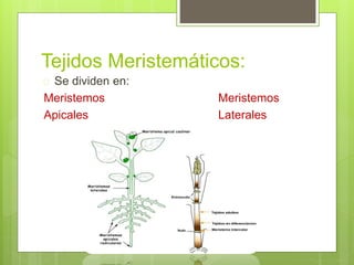 Tejidos Meristemáticos: 
 Se dividen en: 
Meristemos Meristemos 
Apicales Laterales 
 