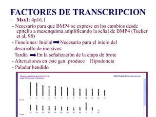 Dr. Juan Carlos Munévar N
FACTORES DE TRANSCRIPCION
• Msx1: 4p16.1
- Necesario para que BMP4 se exprese en los cambios des...