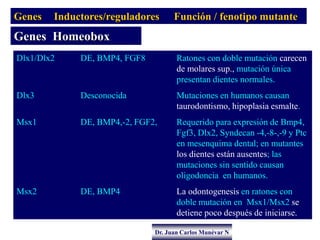 Dr. Juan Carlos Munévar N
Genes Inductores/reguladores Función / fenotipo mutante
Genes Homeobox
Dlx1/Dlx2 DE, BMP4, FGF8 ...