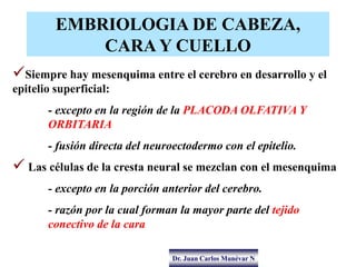 Dr. Juan Carlos Munévar N
EMBRIOLOGIA DE CABEZA,
CARA Y CUELLO
Siempre hay mesenquima entre el cerebro en desarrollo y el...