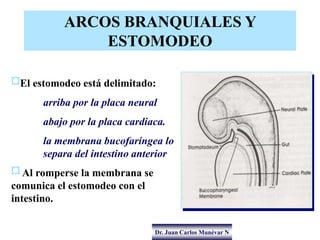 Dr. Juan Carlos Munévar N
ARCOS BRANQUIALES Y
ESTOMODEO
¤El estomodeo está delimitado:
arriba por la placa neural
abajo po...