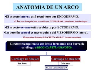Dr. Juan Carlos Munévar N
ANATOMIA DE UN ARCO
El ectomesenquima se condensa formando una barra de
cartílago. (ARCO CARTILA...