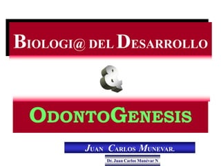 Dr. Juan Carlos Munévar N
BIOLOGI@ DEL DESARROLLO
ODONTOGENESIS
JUAN CARLOS MUNEVAR.
 