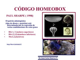 Dr. Juan Carlos Munévar N
CÓDIGO HOMEOBOX
PAUL SHARPE ( 1998)
El patrón odontogénico
(tipo de diente y posición) está
dete...