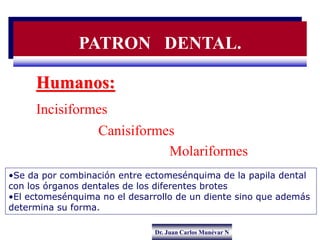 Dr. Juan Carlos Munévar N
Humanos:
Incisiformes
Canisiformes
Molariformes
•Se da por combinación entre ectomesénquima de l...