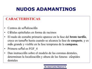 Dr. Juan Carlos Munévar N
NUDOS ADAMANTINOS
CARACTERISTICAS
• Centros de señalización
• Células epiteliales en forma de ra...