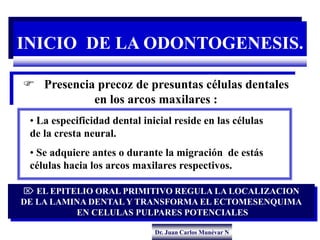 Dr. Juan Carlos Munévar N
INICIO DE LA ODONTOGENESIS.
 Presencia precoz de presuntas células dentales
en los arcos maxila...