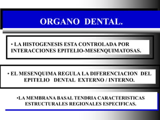 Dr. Juan Carlos Munévar N
ORGANO DENTAL.
•LA MEMBRANA BASAL TENDRIA CARACTERISTICAS
ESTRUCTURALES REGIONALES ESPECIFICAS.
...