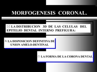 Dr. Juan Carlos Munévar N
MORFOGENESIS CORONAL.
 LA DISPOSICION DEFINITIVA DE
UNION AMELO-DENTINAL
 LA DISTRIBUCION 3D D...