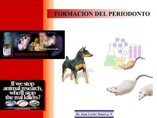 Dr. Juan Carlos Munévar N
FORMACION DEL PERIODONTO
BIOMATERIALES
 