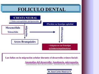 Dr. Juan Carlos Munévar N
FOLICULO DENTAL
•CRESTA NEURAL
• Células neuroepiteliales pluripotenciales
Arcos Branquiales
•Pi...