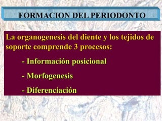 Dr. Juan Carlos Munévar N
FORMACION DEL PERIODONTO
La organogenesis del diente y los tejidos de
soporte comprende 3 proces...