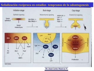 Dr. Juan Carlos Munévar N
Señalización recíproca en estadios tempranos de la odontogenesis
 