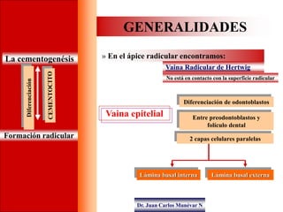 Dr. Juan Carlos Munévar N
GENERALIDADES
La cementogenésis » En el ápice radicular encontramos:
Vaina Radicular de Hertwig
...