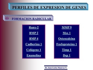 Dr. Juan Carlos Munévar N
 FORMACION RADICULAR
PERFILES DE EXPRESION DE GENES
Runx-2
BMP 2
BMP 4
Cadherina 1
Colágeno 1
E...