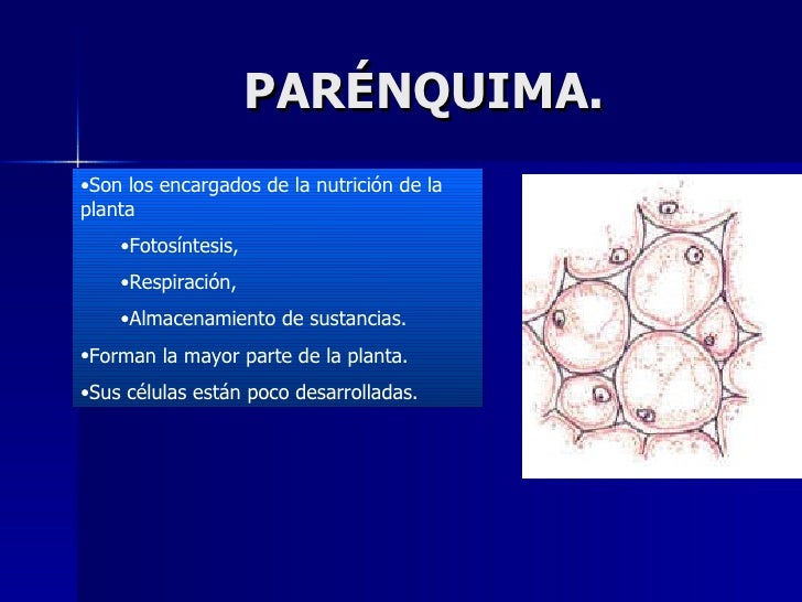 T E J I D O S Parenquima T E J I D O S Parenquima