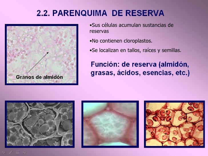 T E J I D O S Parenquima T E J I D O S Parenquima