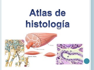 Atlas de histología 