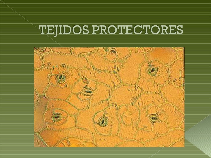Resultado de imagen de TEJIDOS PROTECTORES