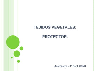 TEJIDOS VEGETALES:
PROTECTOR.

Ana Santos – 1º Bach CCNN

 