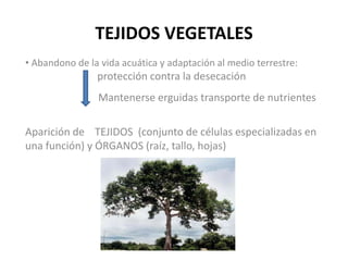 TEJIDOS VEGETALES ,[object Object],Mantenerse erguidas transporte de nutrientes Aparición de 	TEJIDOS  (conjunto de células especializadas en una función) y ÓRGANOS (raíz, tallo, hojas) 