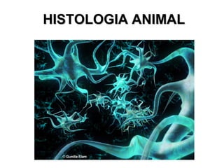 HISTOLOGIA ANIMALHISTOLOGIA ANIMAL
 