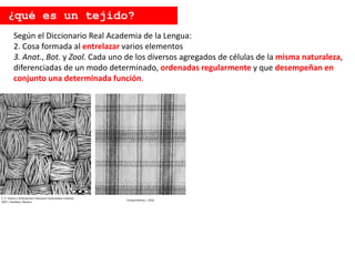 Enrique Ramos L. 2016
Según el Diccionario Real Academia de la Lengua:
2. Cosa formada al entrelazar varios elementos
3. Anat., Bot. y Zool. Cada uno de los diversos agregados de células de la misma naturaleza,
diferenciadas de un modo determinado, ordenadas regularmente y que desempeñan en
conjunto una determinada función.
¿qué es un tejido?
E. P. Vicenzi / Smithsonian's Museum Conservation Institute
NIST / Handout / Reuters
 