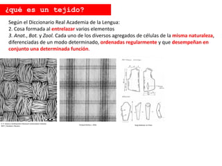 Enrique Ramos L. 2016 Sergi Ballester en Flickr
Según el Diccionario Real Academia de la Lengua:
2. Cosa formada al entrelazar varios elementos
3. Anat., Bot. y Zool. Cada uno de los diversos agregados de células de la misma naturaleza,
diferenciadas de un modo determinado, ordenadas regularmente y que desempeñan en
conjunto una determinada función.
¿qué es un tejido?
E. P. Vicenzi / Smithsonian's Museum Conservation Institute
NIST / Handout / Reuters
 