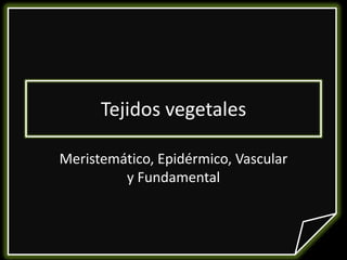 Tejidos vegetales Meristemático, Epidérmico, Vascular y Fundamental 