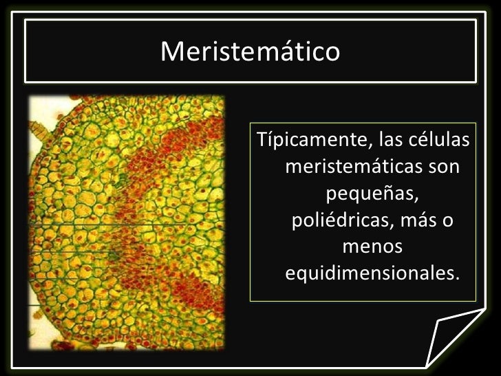Células Meristemáticas : Tejido meristemo: qué es, características ...