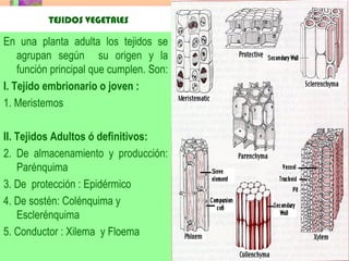 LUIS ROSSI 1
TEJIDOS VEGETALES
En una planta adulta los tejidos se
agrupan según su origen y la
función principal que cumplen. Son:
I. Tejido embrionario o joven :
1. Meristemos
II. Tejidos Adultos ó definitivos:
2. De almacenamiento y producción:
Parénquima
3. De protección : Epidérmico
4. De sostén: Colénquima y
Esclerénquima
5. Conductor : Xilema y Floema
 